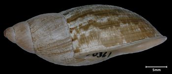 Media type: image;   Malacology 50361 Aspect: lateral